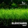 Planta de aquário Eleocharis sp “Mini”