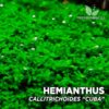 Plante d'aquarium Hemianthus Callitrichoides "Cuba"