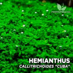 Hemianthus Callitrichoides “Cuba” planta de acuario