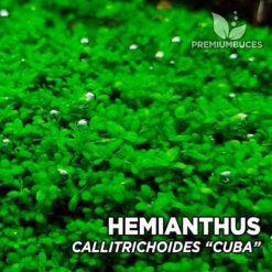 Pianta da acquario Hemianthus Callitrichoides "Cuba"