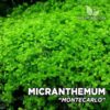 Micranthemum sp. Pianta dell'acquario "Montecarlo"