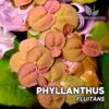 Phyllantus Fluitans planta de acuario