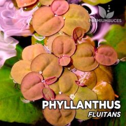 Planta de aquário Phyllantus Fluitans