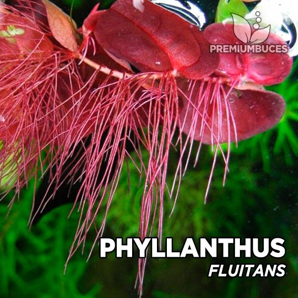 B-Aqua - Phyllanthus fluitans