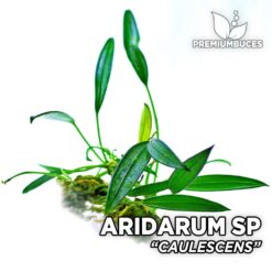 Aridarum Caulescens planta de acuario