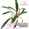 Aridarum Narrow planta de acuario