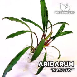 Aridarum Narrow planta de acuario