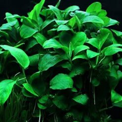 Anubias