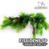 Fissidens Amaria Taruya musgo de acuario