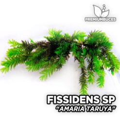 Fissidens Amaria Taruya musgo de acuario