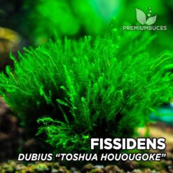 Fissidens Dubius Toshua Houougoke musgo de acuario