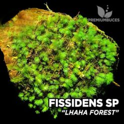 Fissidens Lhaha Forest musgo de acuario