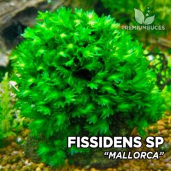 Fissidens Mallorca musgo de acuario
