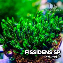Fissidens Micro musgo de acuario