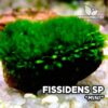 Mini acquario Fissidens Moss