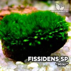 Fissidens Mini musgo de acuario