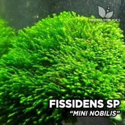 Fissidens Mini Nobilis musgo de acuario