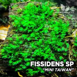 Fissidens Mini Taiwan musgo de acuario
