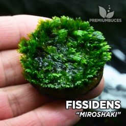Fissidens Miroshaki musgo de acuario