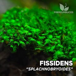 Fissidens Splachnobryoides musgo de acuario