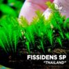 Fissidens Thailand musgo de acuario