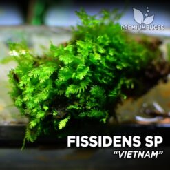 Fissidens Vietnam musgo de acuario