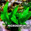 Microsorum India planta de acuario