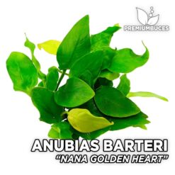 Anubias Nana Golden Heart planta de acuario