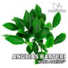 Anubias Nana Paxing Aquarium Plant