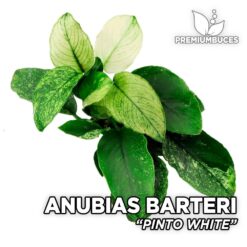 Anubias Pinto White planta de acuario