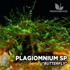 Plagiomnium Butterfly Moss musgo de acuario