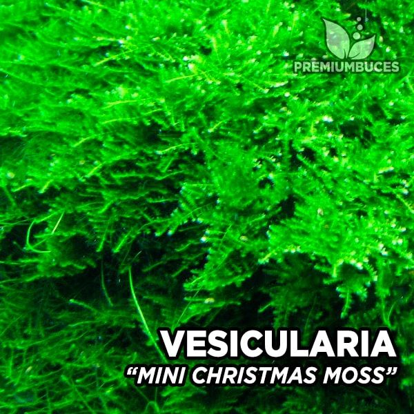 Vesicularia montagnei (christmas moss)