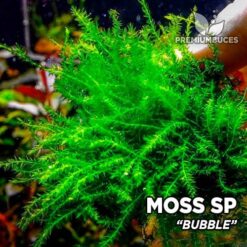 Bubble Moss musgo de acuario