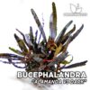 Bucephalandra Alamanda v3 Dark planta de acuario