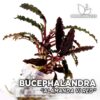 Bucephalandra Alamanda VI Rot, Aquarienpflanze