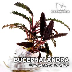 Bucephalandra Alamanda VI Red, planta de acuario