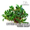 Bucephalandra Angel Tears Aquarium Plant