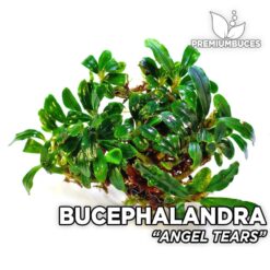 Bucephalandra Angel Tears planta de acuario