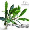 Bucephalandra Antyovani planta de acuario