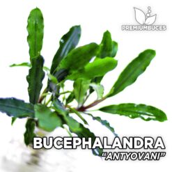 Bucephalandra Antyovani planta de acuario