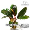 Planta de aquário Bucephalandra Aragon