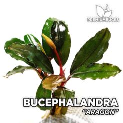Bucephalandra Aragon aquarium plant