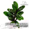 Planta de aquário azul arrogante Bucephalandra