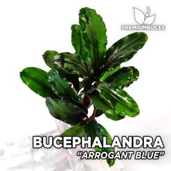Bucephalandra Arrogant Blue aquarium plant