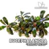 Planta de aquário de cabeça de seta Bucephalandra