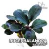 Bucephalandra Lagoon Aquarium Plant