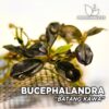 Plante d'aquarium Bucephalandra Batang Kawa