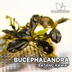 Bucephalandra Batang Kawa aquarium plant