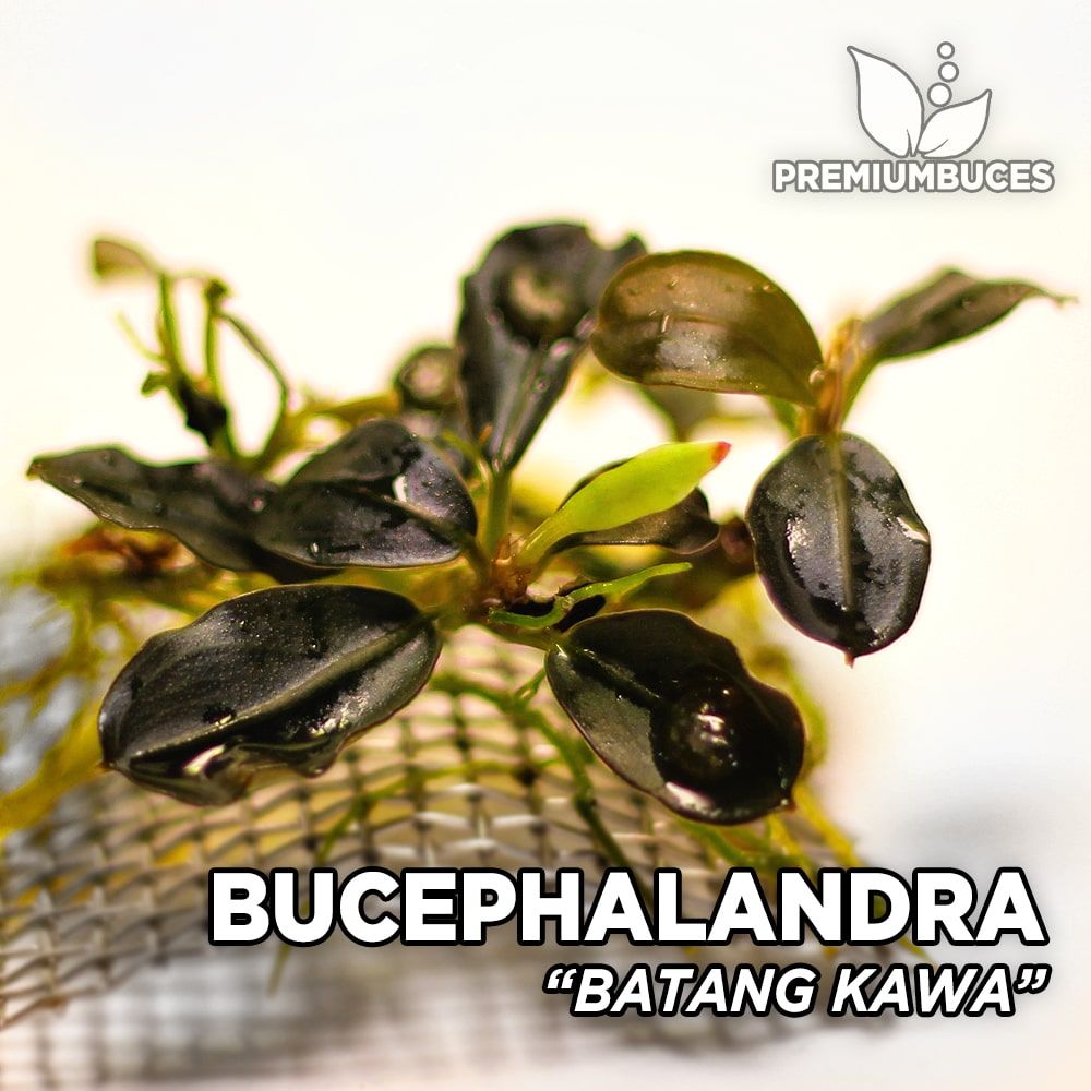 Bucephalandra 