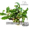 Bucephalandra Biblis planta de acuario